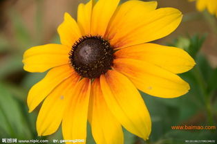 明玉草花苗木 優質禮品花卉的選擇