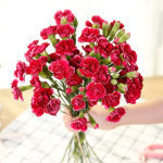 驚喜綻放 18支多頭康乃馨，29.9元傳遞溫馨祝福