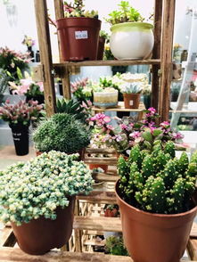 稻河古街綻新綠，花草堂開業(yè)好禮盤起來